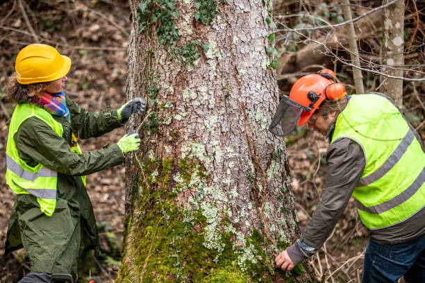 Best Commercial Tree Services  in Rowland Heights, CA