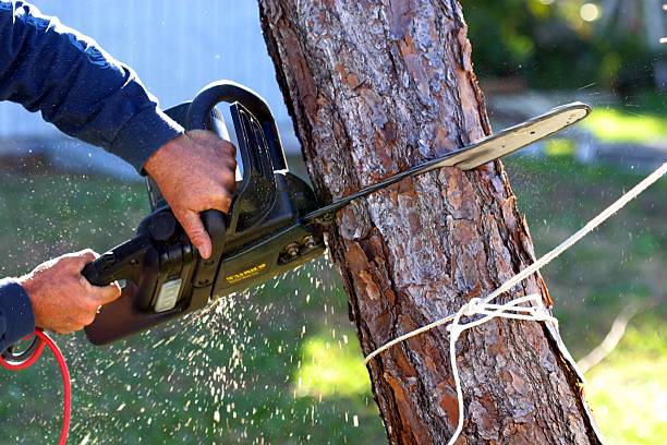 Best Lawn Watering Services  in Rowland Heights, CA