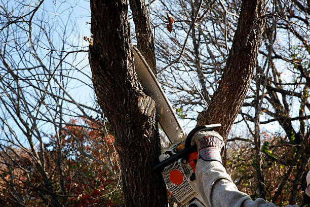 Reliable Rowland Heights, CA Tree Care Solutions