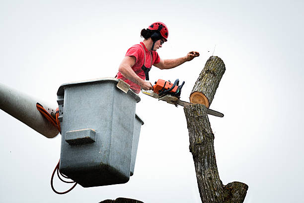 Best Leaf Removal  in Rowland Heights, CA