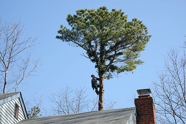 How Our Tree Care Process Works  in  Rowland Heights, CA
